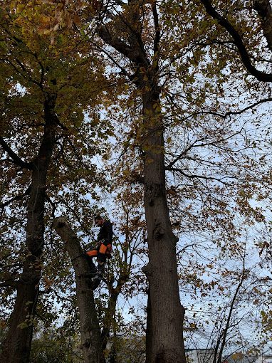 Taille de haie en Gironde