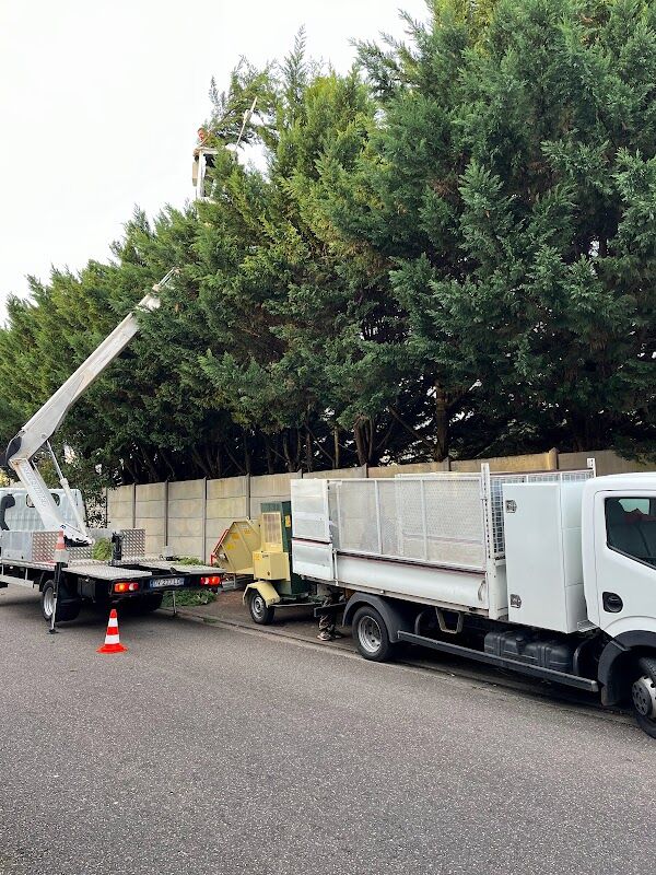 Élagage pour la santé de l'arbre