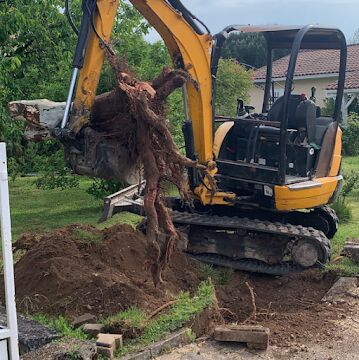 Abattage d'un gros arbre