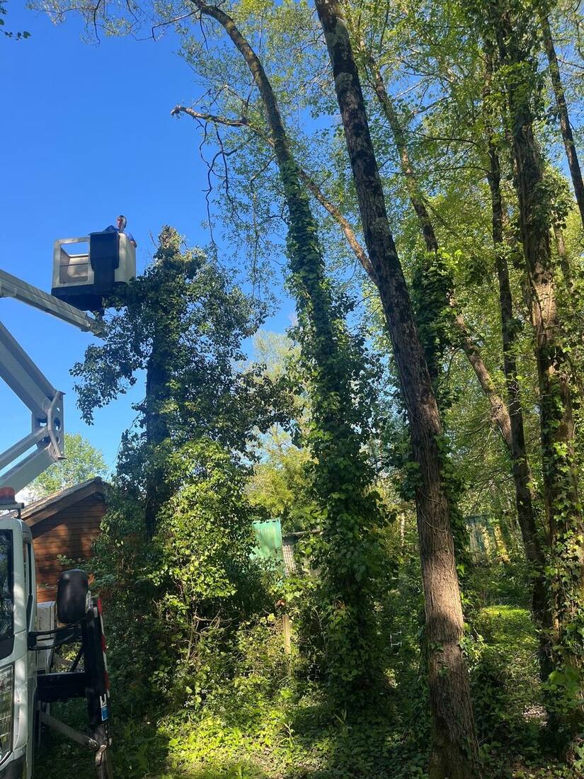 Élagage d'arbre — fiche Google