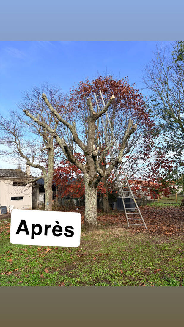 Arbre élagué, résultat net